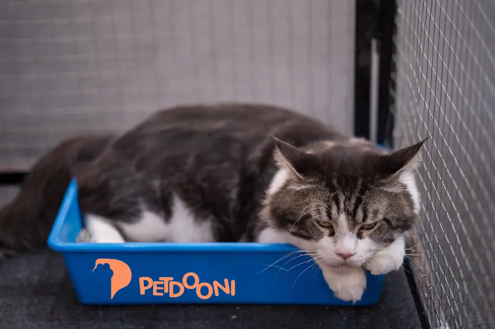 راهنمای جامع انتخاب اسباب بازی گربه | از توله تا گربه سالخورده | پت شاپ آنلاین پت دونی 1404